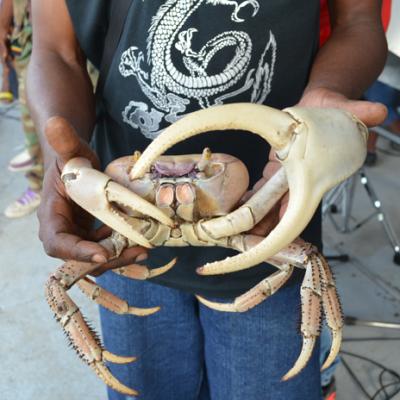 Le Crabe Est Roi